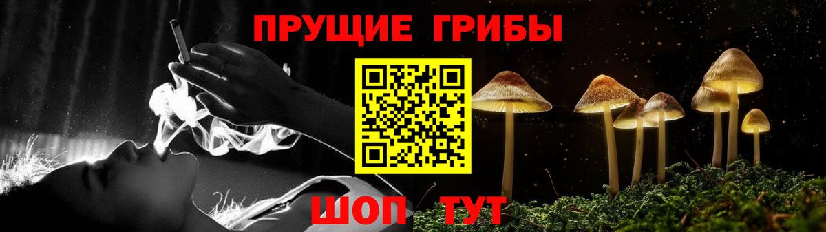 Псилоцибиновые грибы Psilocybe Красноуфимск
